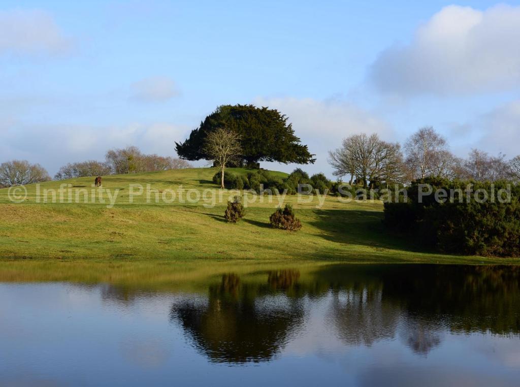 Rosedale Bed And Breakfast Lyndhurst Dış mekan fotoğraf